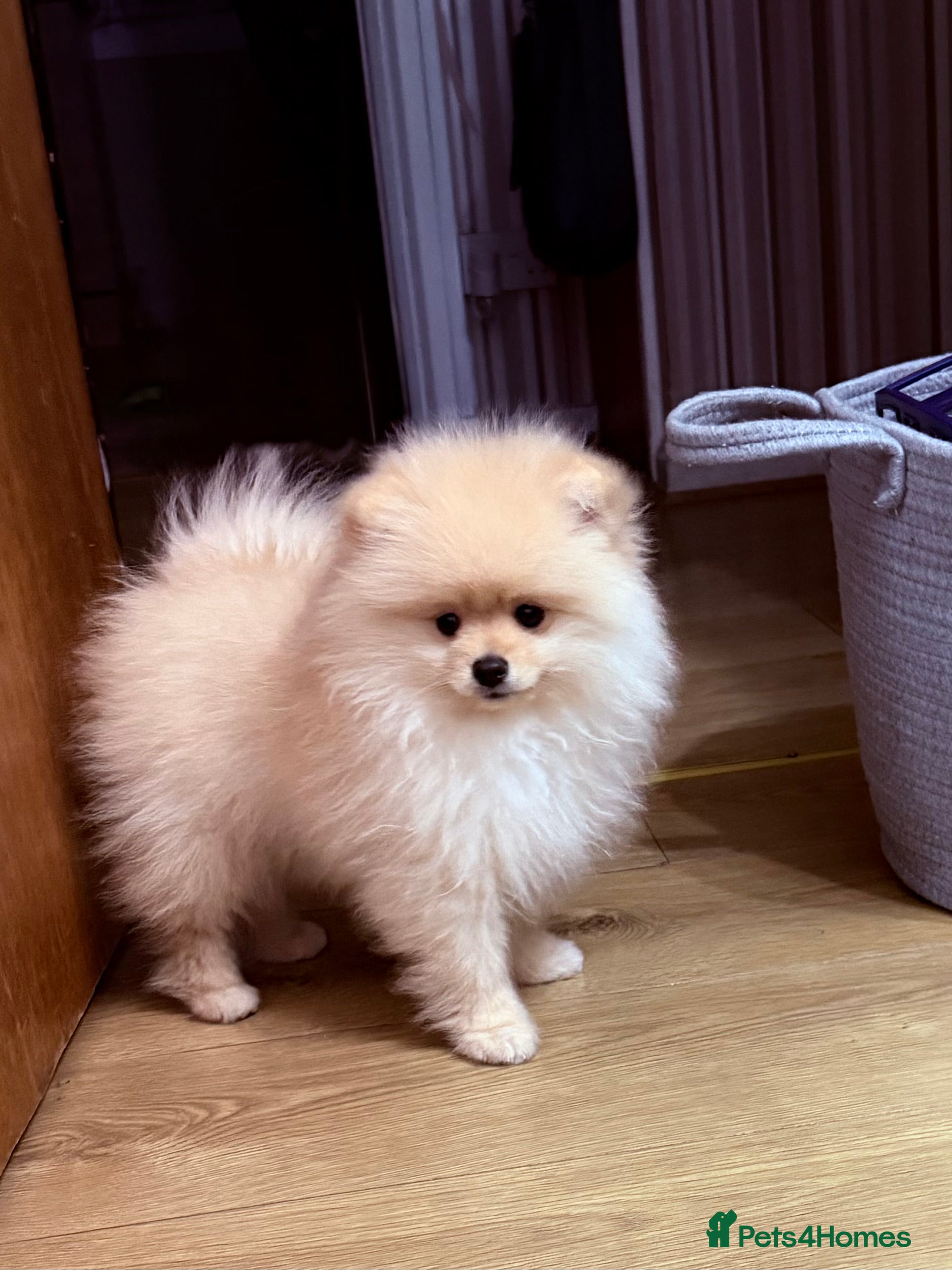 Pomeranian dogs Beautiful thick coat boy - Advert 4