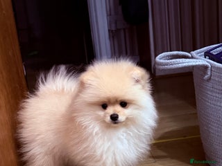Pomeranian dogs Beautiful thick coat boy - Advert 7