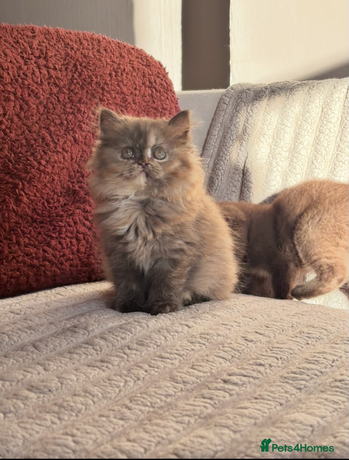 British Shorthair cats ✨Exceptional British Shorthair & Longhair Kittens✨ - Advert 8