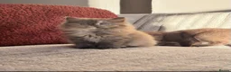 British Shorthair cats for sale: ✨Exceptional British Shorthair & Longhair Kittens✨ - Advert 1