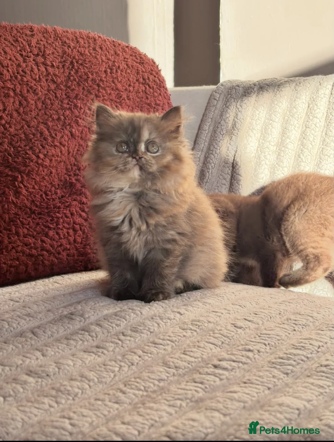 British Shorthair cats for sale: ✨Exceptional British Shorthair & Longhair Kittens✨ - Advert 1