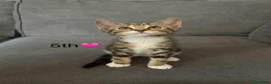 Mixed Breed Kitten 5