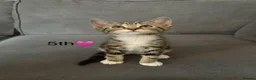 Mixed Breed cats for sale: Kittens  in Grantham - Advert 2