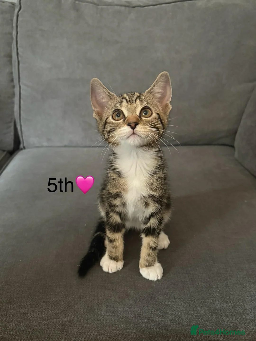 Mixed Breed cats for sale: Kittens  in Grantham - Advert 2