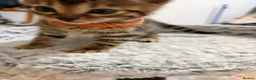 Bengal cats for sale: Quality Bengal kittens in Harrow - Advert 4