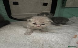 British Shorthair cats for sale: British Short Hair Kittens  - Image 4