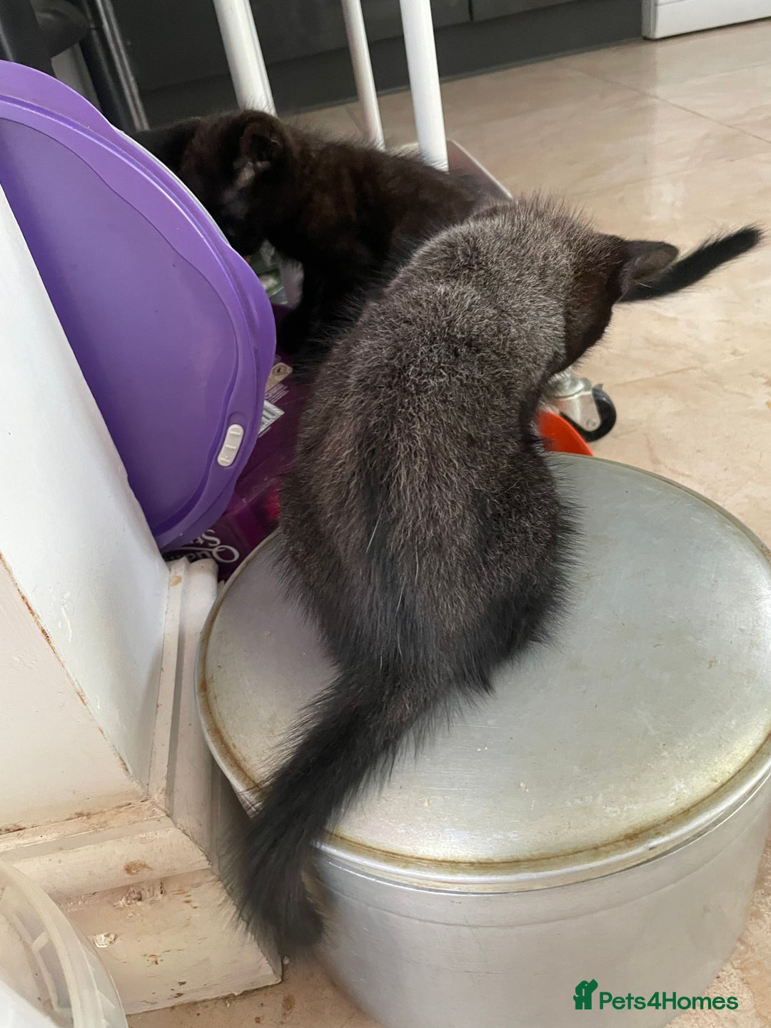 Mixed Breed cats for sale: Russian blu mix  - Image 2