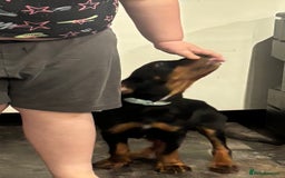 Mixed Breed dogs for sale: Rottie/ bloodhound mix - Image 2
