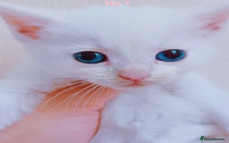 Mixed Breed cats for sale: 4 Gorgeous Pure White Kittens Available 7th Nov - Image 7
