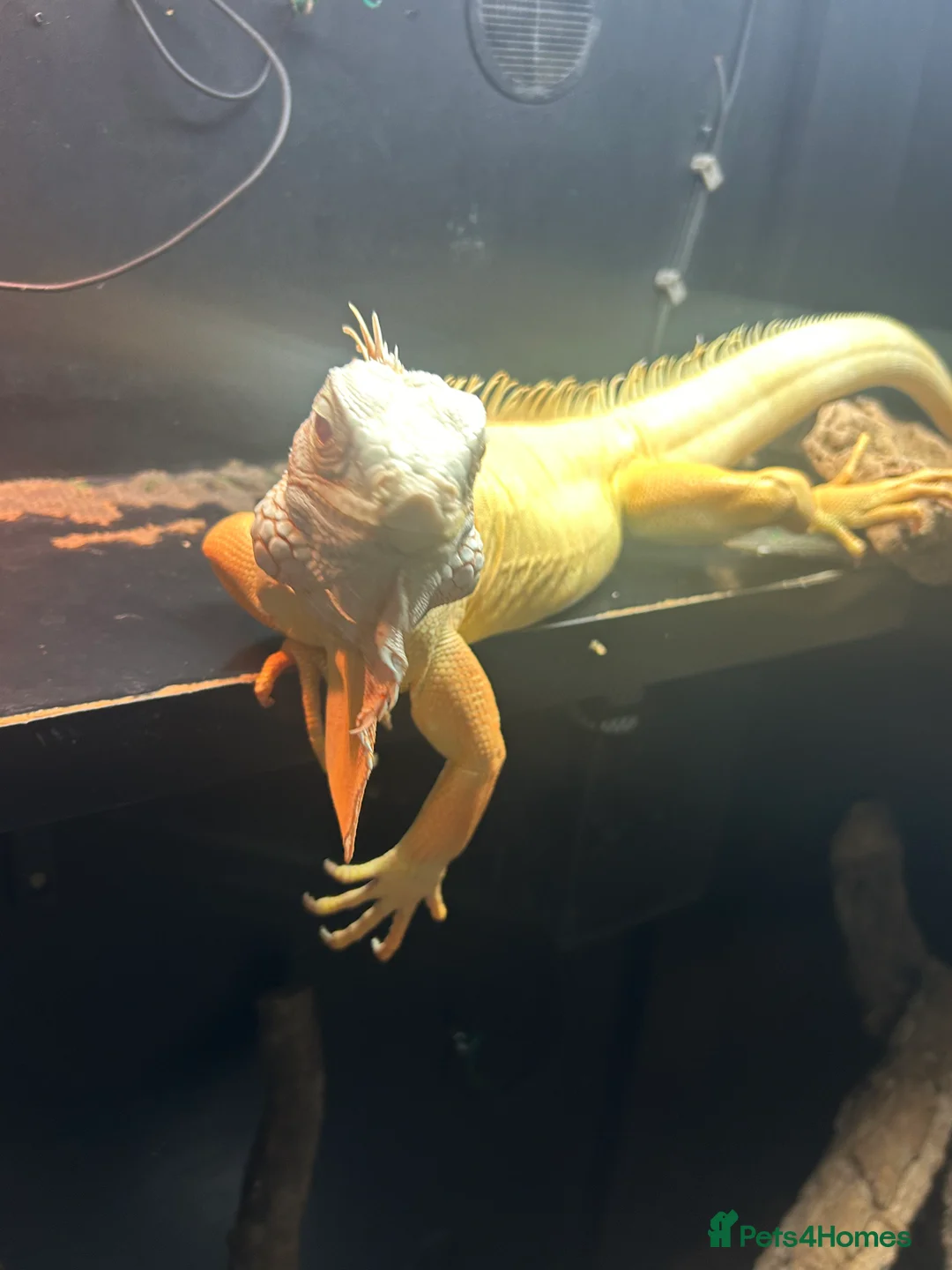 Iguana reptiles for sale: Albert Albino Iguana - Advert 6