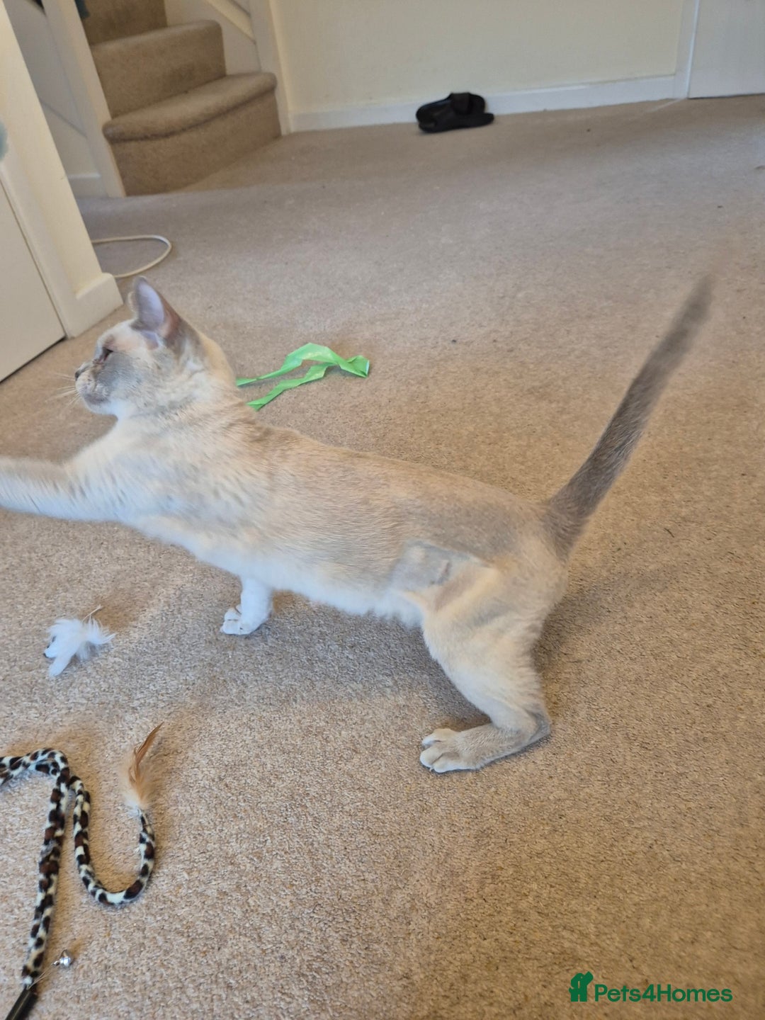 Burmese cats for sale: Beautiful Pedigree Lilac Female Burmese - Image 2