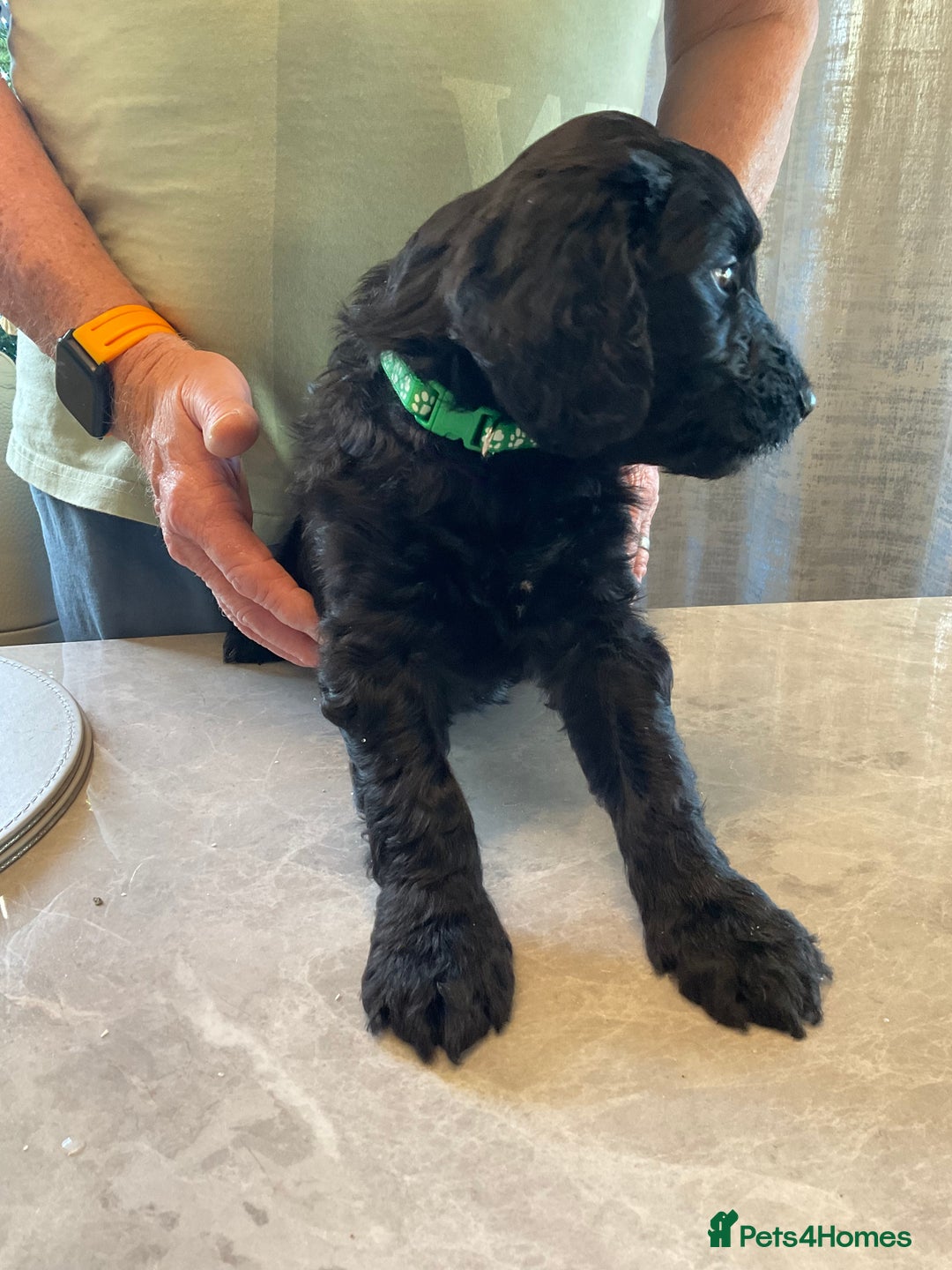 Mixed Breed dogs for sale: Beautiful Goldendoodle/Spangold Retriever Puppies - Advert 4