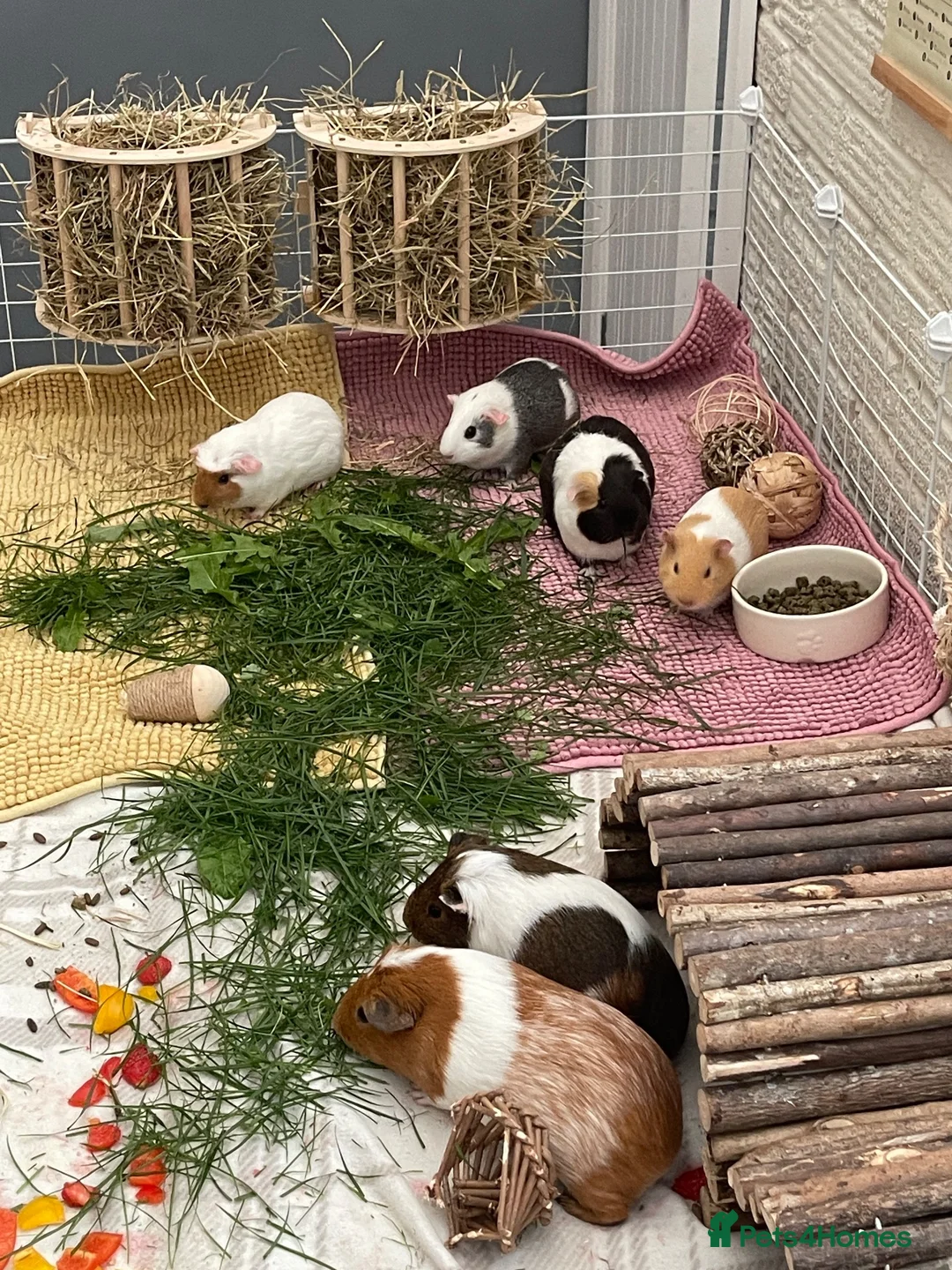 Guinea Pig rodents for sale: 2 pairs of female guinea pigs  - Advert 2