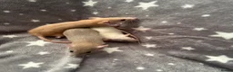 Rat rodents for sale: Baby Dwarf Dumbo Rats-Male and Female  - Advert 4