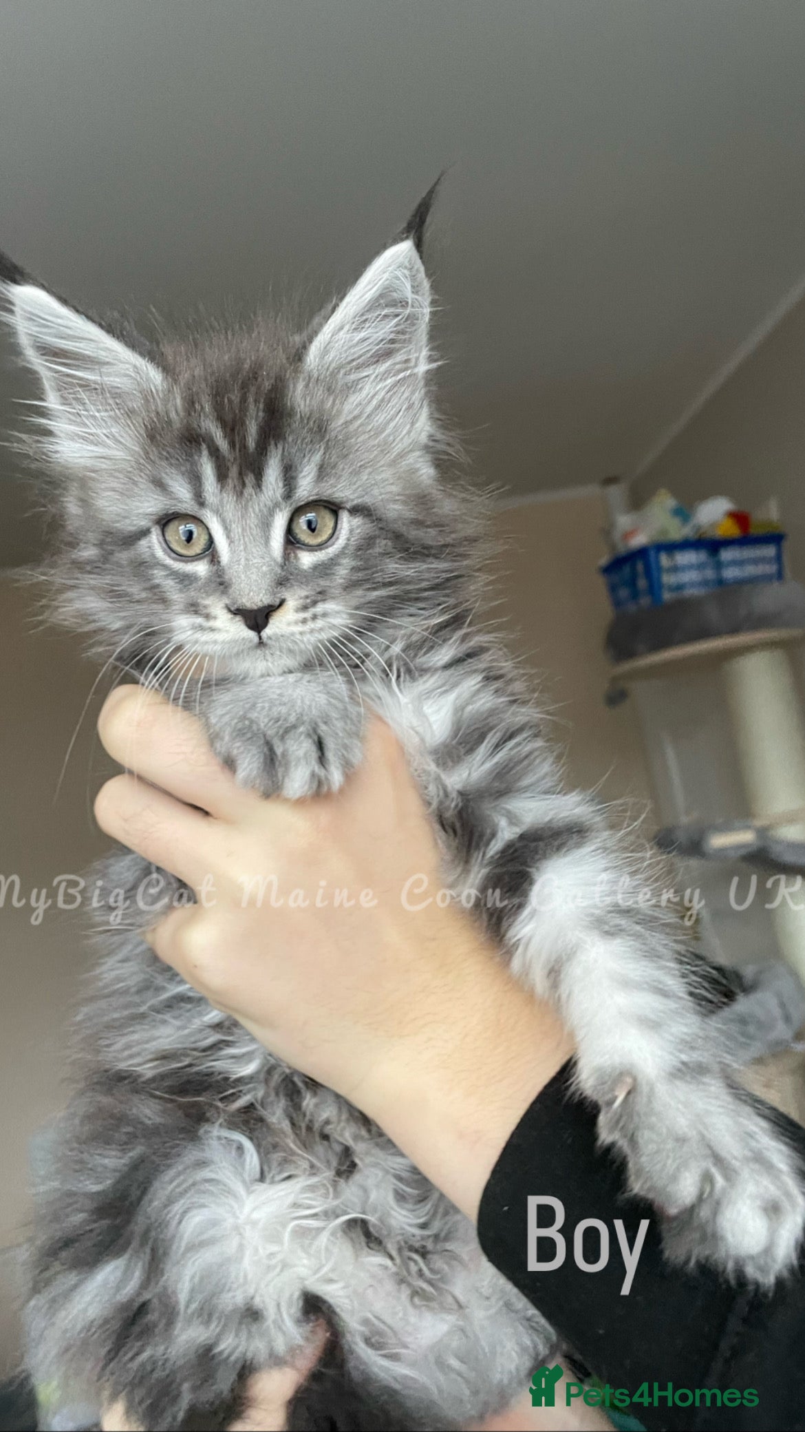 Maine Coon cats Polydactyl and non-polydactyl kittens  - Advert 2