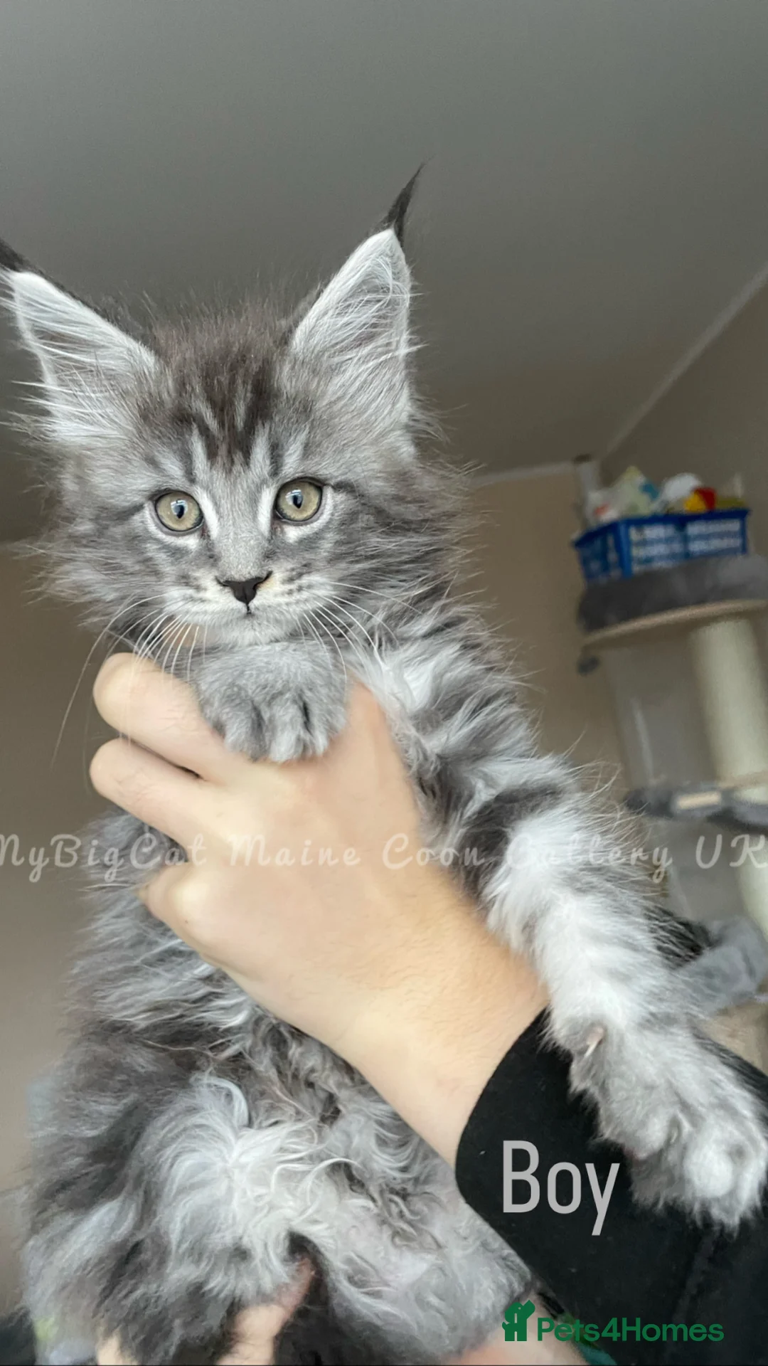 Maine Coon cats for sale: Polydactyl and non-polydactyl kittens  - Advert 2