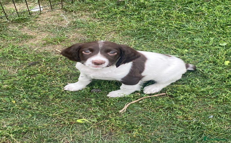 English Springer Spaniel dogs - Advert 3