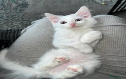 Mixed Breed cats for sale: Adorable kittens🐾 - Image 1