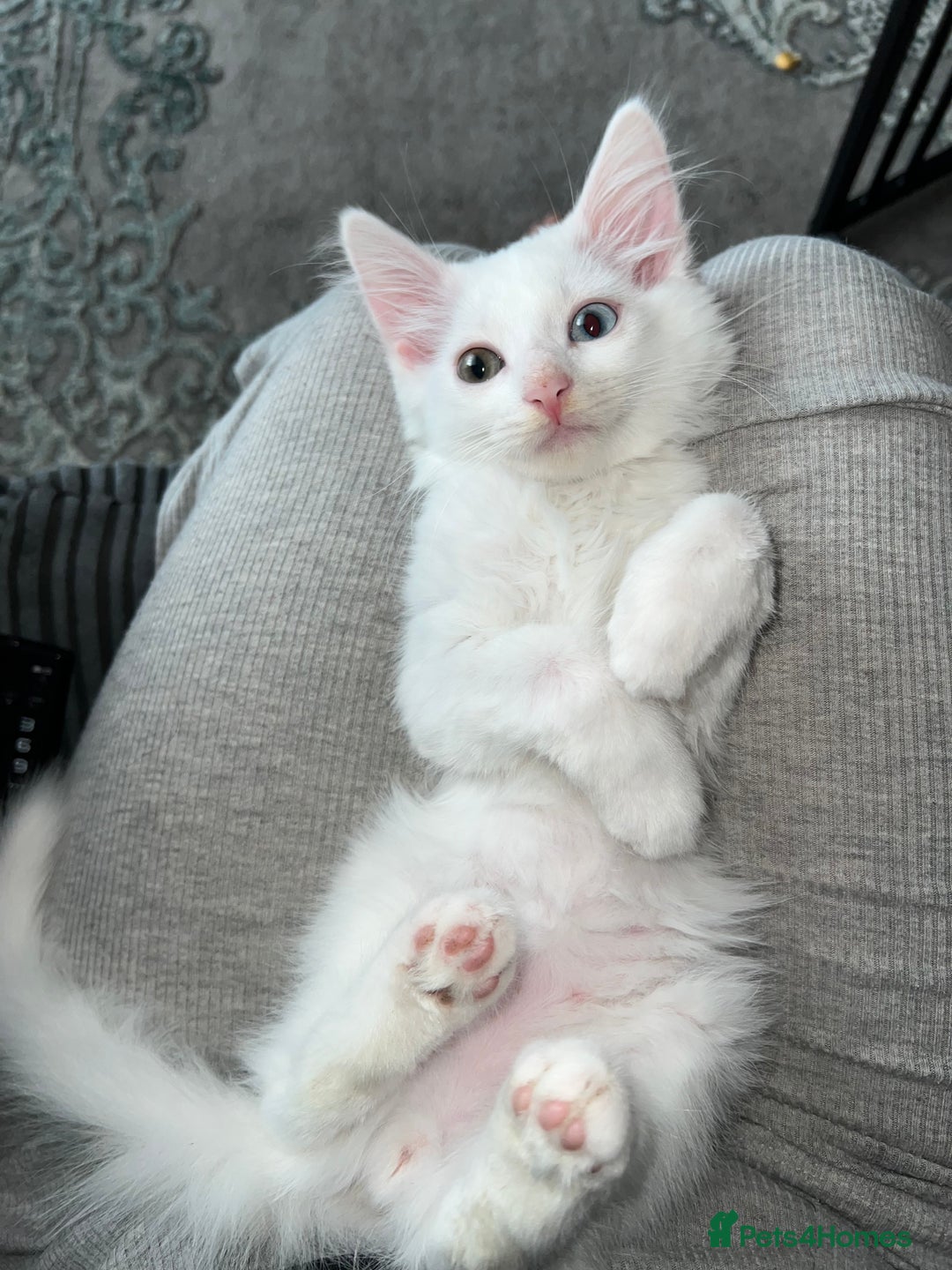 Mixed Breed cats for sale: Adorable kittens🐾 - Image 1