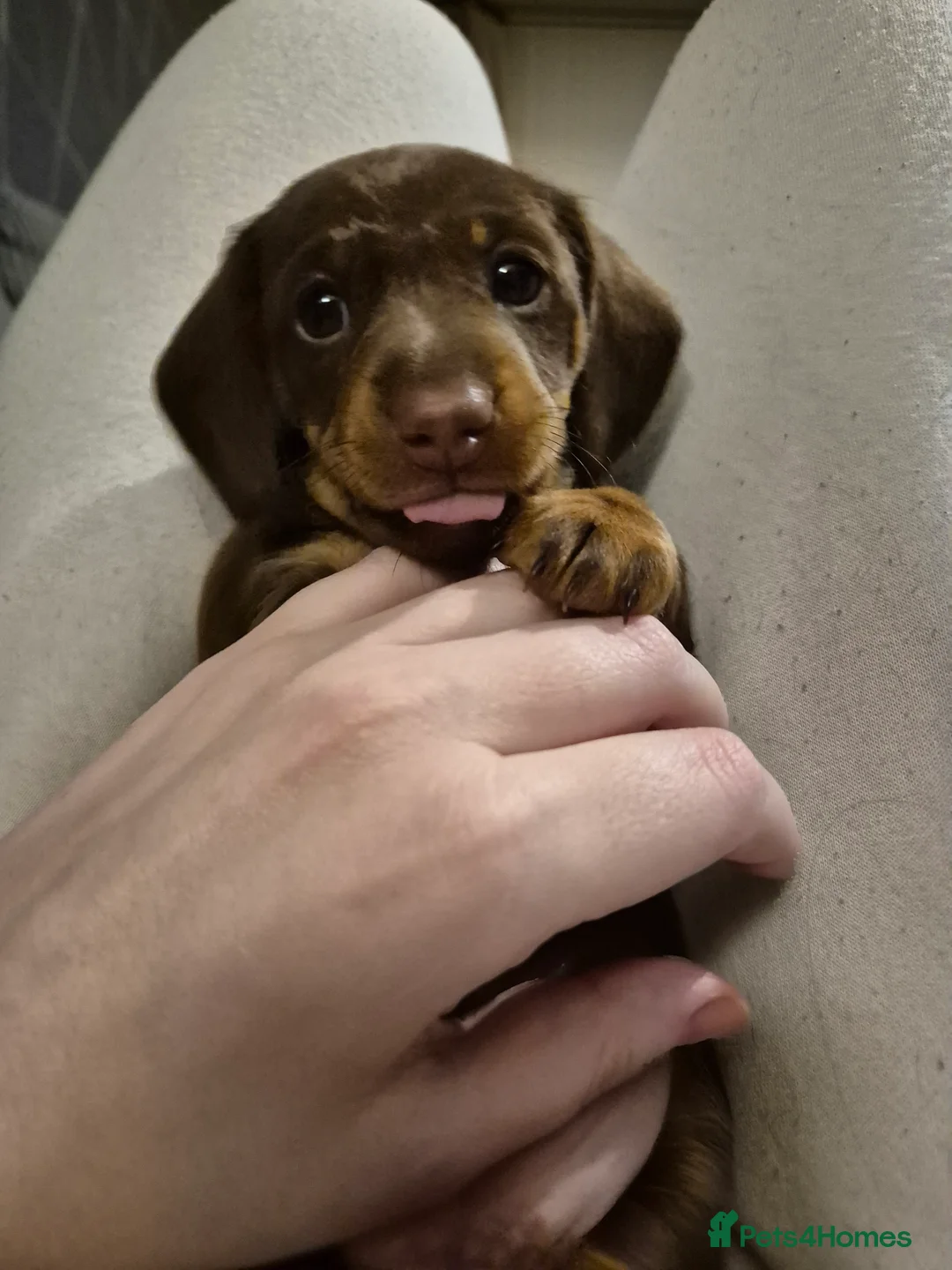 Miniature Dachshund dogs for sale: Beautiful dachshund pups - Advert 2