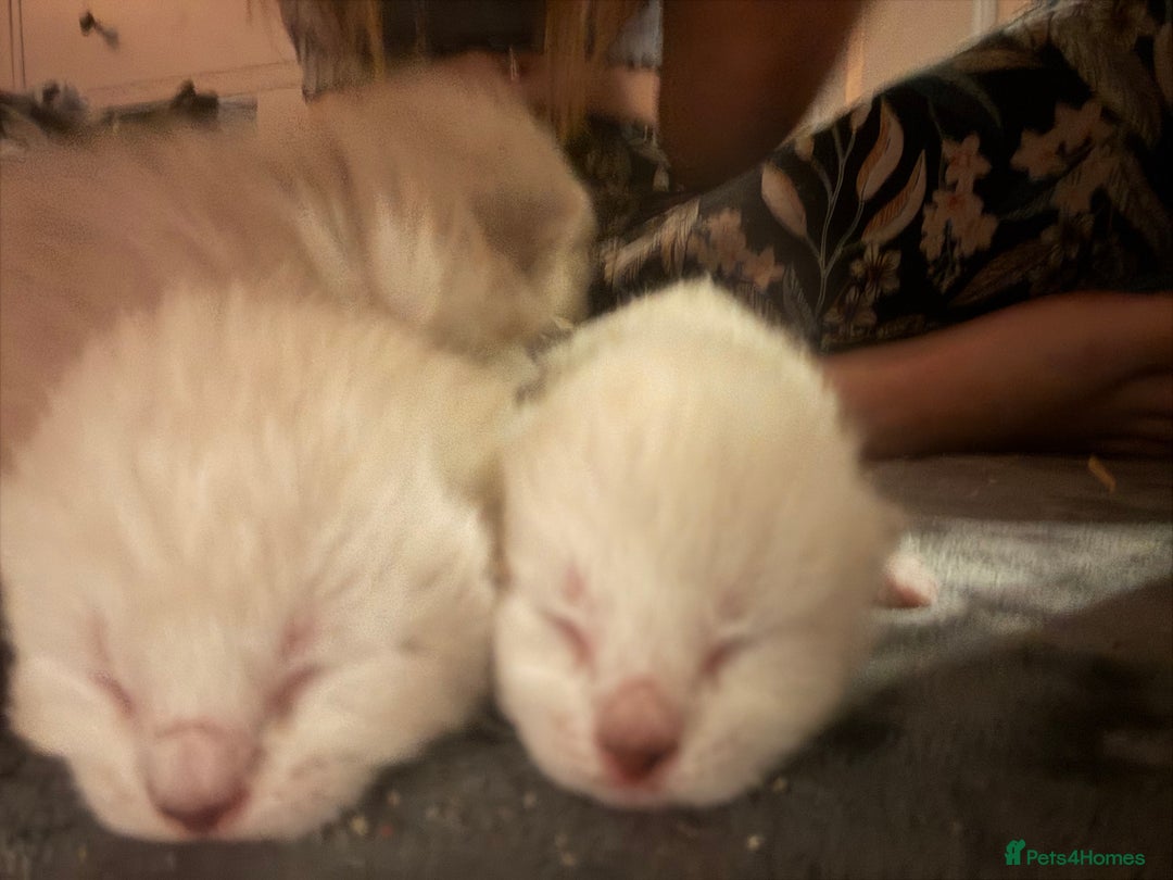 Bengal cats for sale: REDUCED Snow BengalS 1 REMAINING FEMALES REDUCED in Hook - Image 5