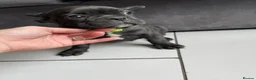 French Bulldog dogs for sale: French bulldog  - Advert 34