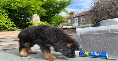 German Shepherd dogs - Advert 1