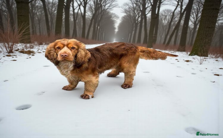 Cocker Spaniel dogs in Market Drayton - Advert 1