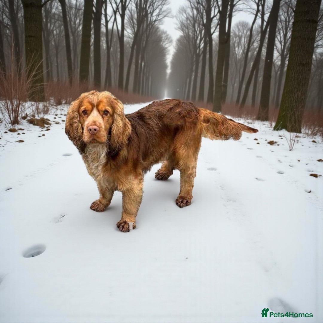 Cocker Spaniel dogs for stud: A sable kc reg show type cocker spaniel stud in Market Drayton - Advert 2