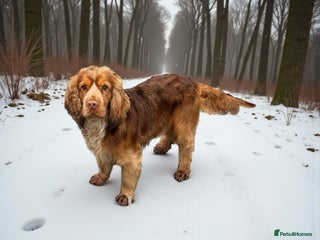 Cocker Spaniel dogs in Market Drayton - Advert 12