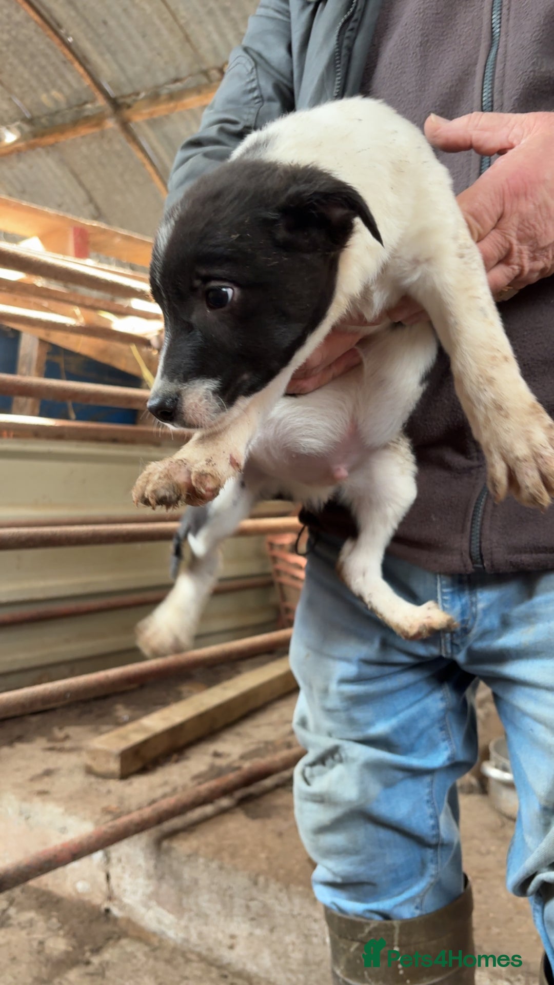 Smooth Collie dogs for sale: Collie pups for sale  - Advert 12