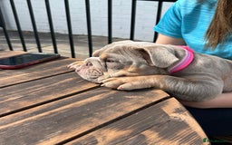 Mixed Breed dogs for sale: English bulldog  - Image 8
