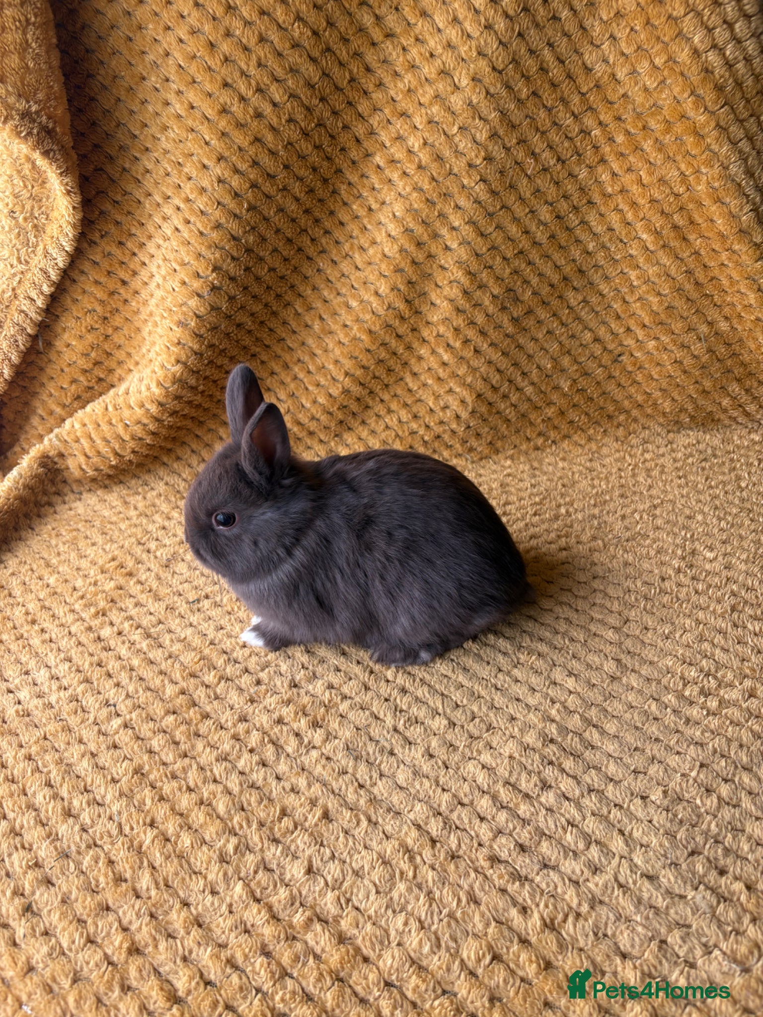 Netherland Dwarf rabbits Gorgeous Netherland dwarves  - Advert 2