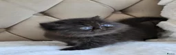 Persian cats for sale: Persian Kittens - Advert 19