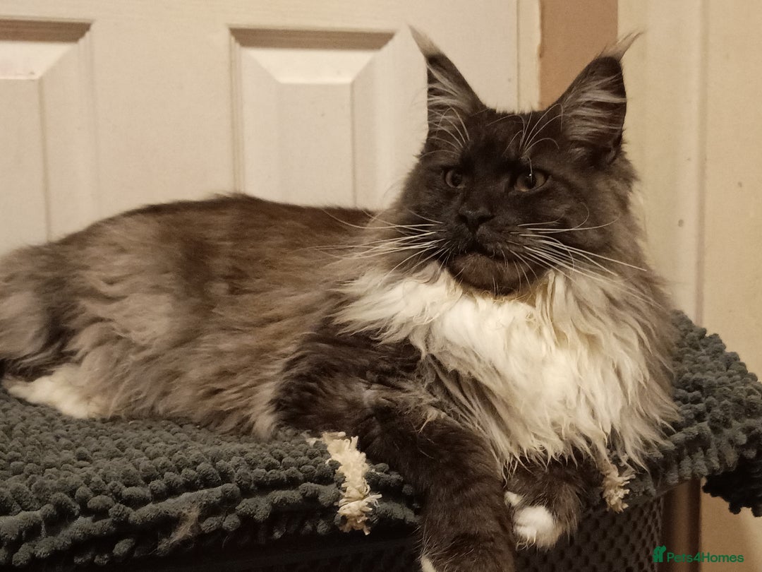 Maine Coon cats for sale: Maine Coon kittens in Manchester  - Image 37