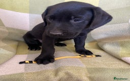 Labrador Retriever dogs for sale: KC Registered Labradors - Image 8