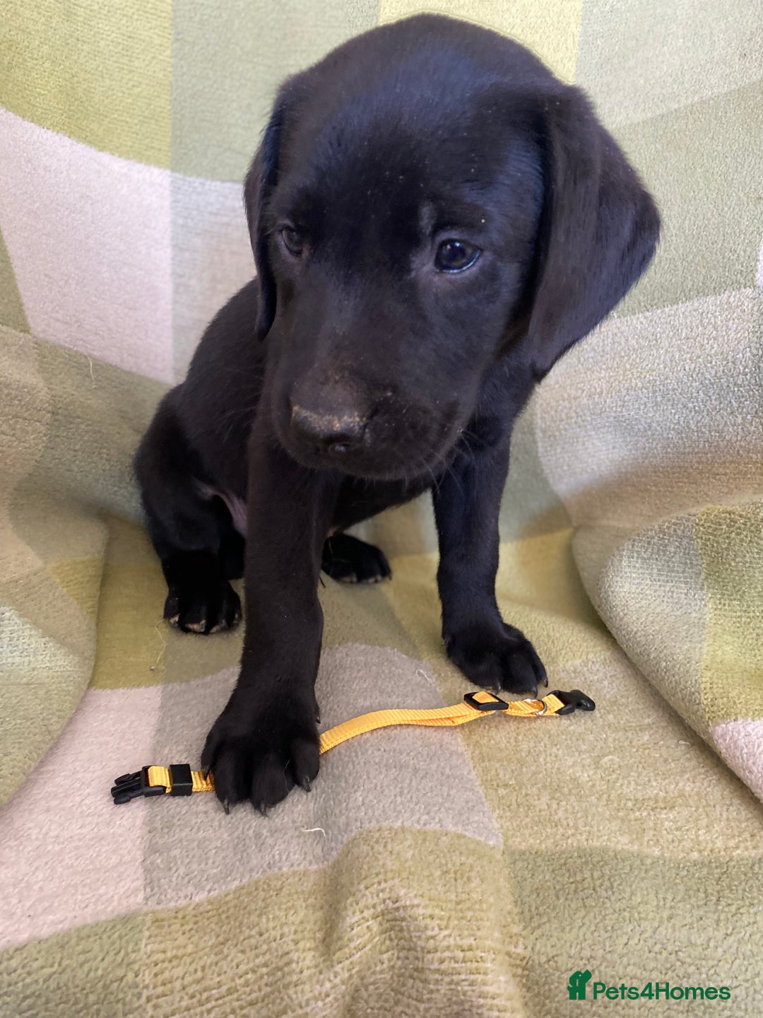Labrador Retriever dogs for sale: KC Registered Labradors - Image 8