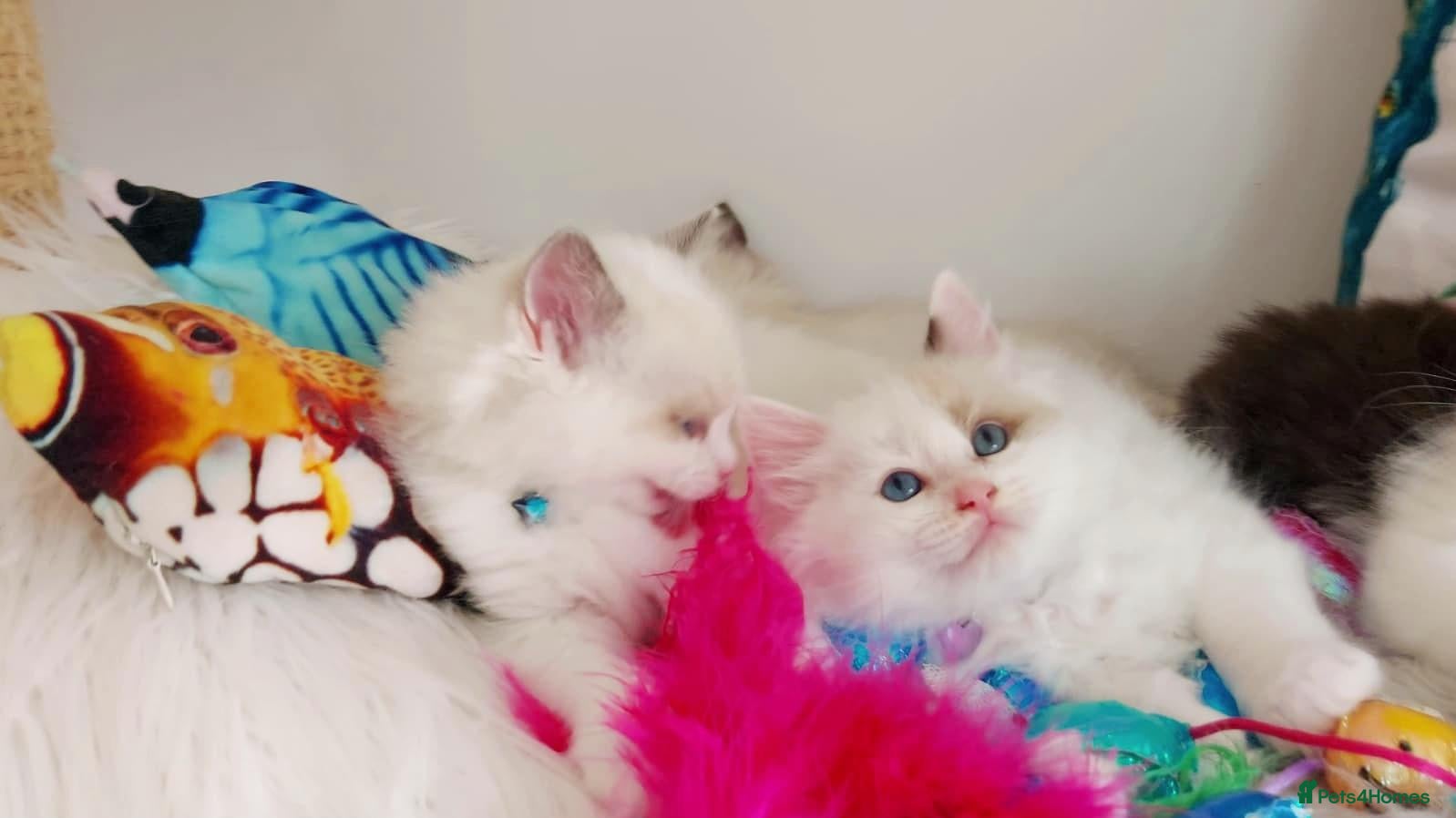 Ragdoll cats BEAUTIFUL CROSS RAGDOLL/PERSIAN 😻😻😻😻  - Advert 18
