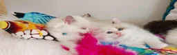 Ragdoll cats for sale: ALL RESERVED 😻😻BEAUTIFUL CROSS RAGDOLL/PERSIAN - Advert 3