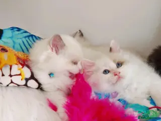 Ragdoll cats BEAUTIFUL CROSS RAGDOLL/PERSIAN 😻😻😻😻 - Advert 18