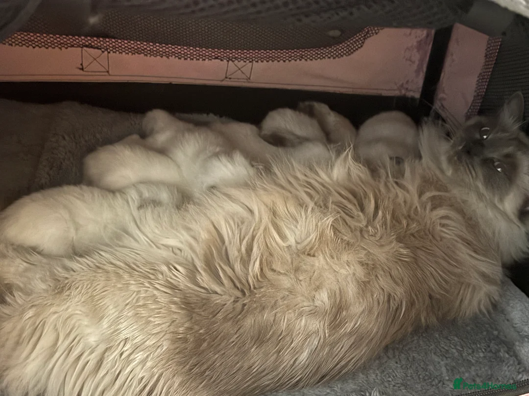 Ragdoll cats for sale: Outstanding bluepoint ragdoll kittens in Stoke-on-Trent - Advert 1