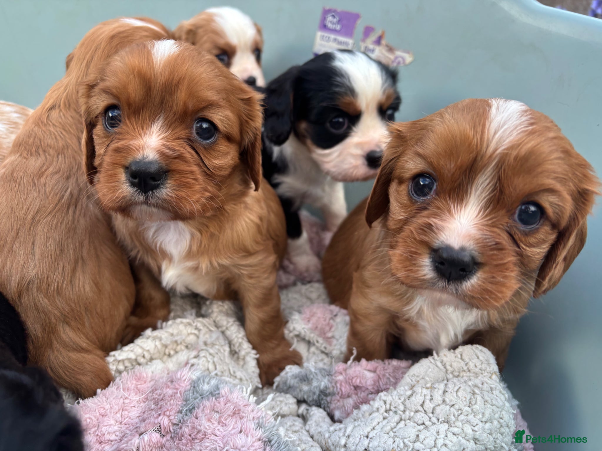 Cavalier King Charles Spaniel dogs Absolutely beautiful King Charles Cavalier puppies - Advert 2