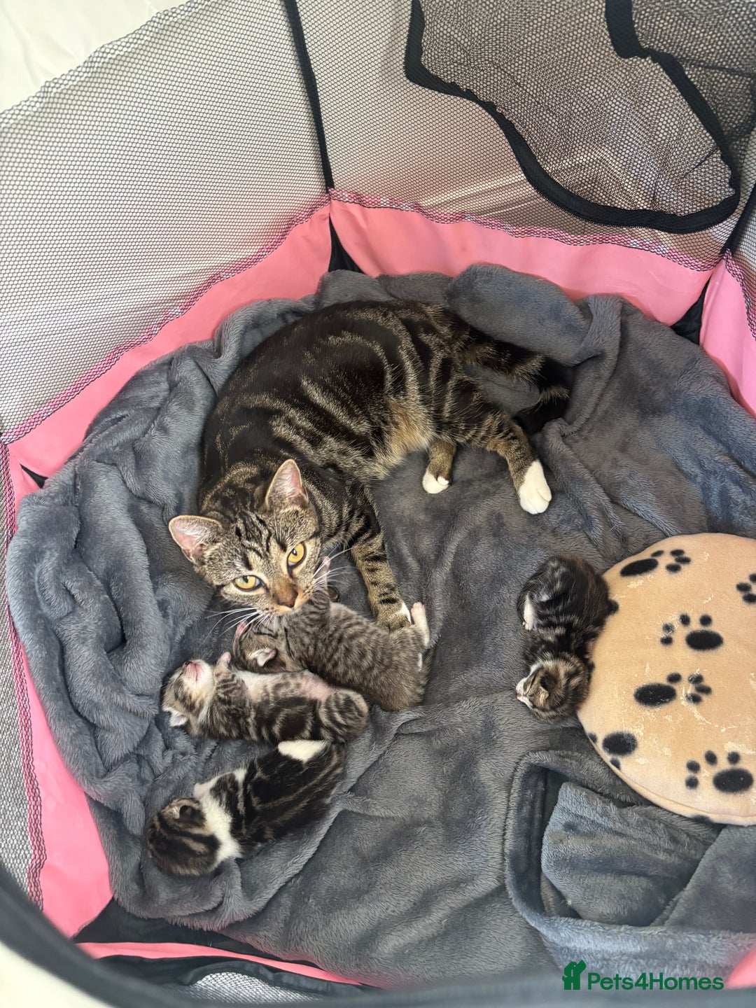 Domestic Shorthair cats for sale: Kittens for sale  - Image 7