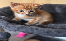 Mixed Breed cats for sale: Main coon mix kittens - Image 5