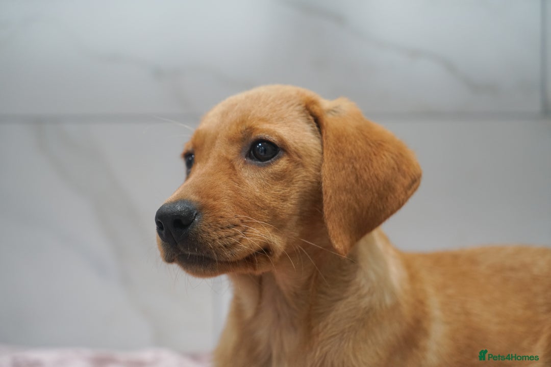 Labrador Retriever dogs for sale: Exceptional Health Tested KC Labrador Puppies - Image 11