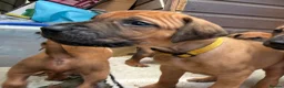 Rhodesian Ridgeback dogs for sale: Rhodesian Ridgeback Puppies - Advert 9