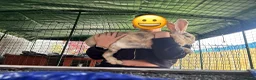 Continental Giant rabbits for sale: Continental Rabbits in Highbridge - Advert 4