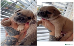 French Bulldog dogs for sale: French bulldog  - Image 3