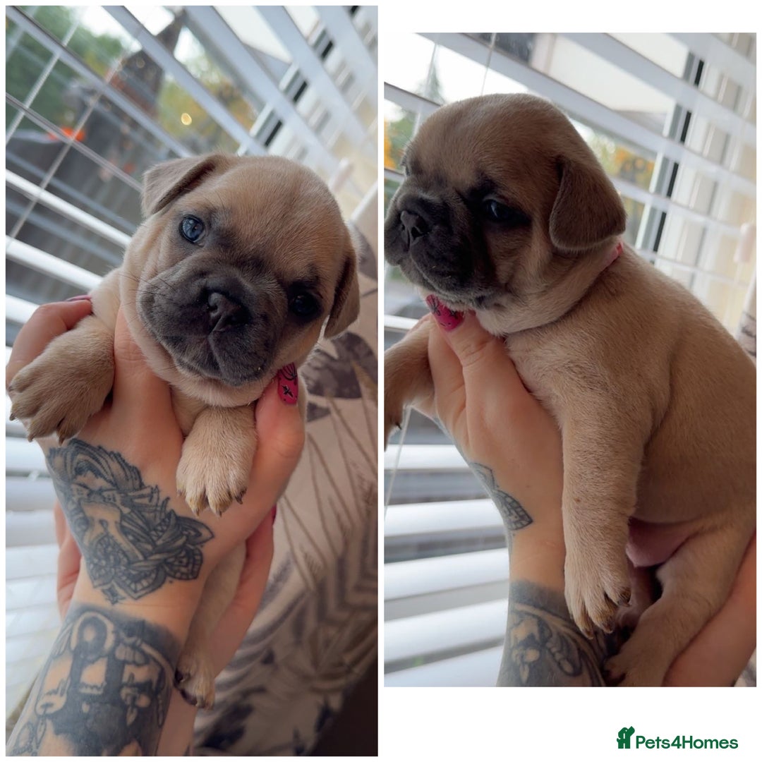 French Bulldog dogs for sale: French bulldog  - Image 3