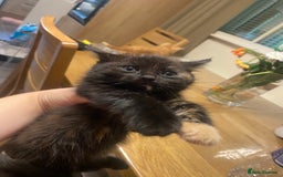 Mixed Breed cats for sale: Kittens for sale  - Image 7